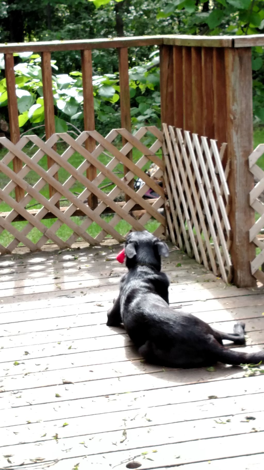 Sierra playing with her squeaky baby on the deck.