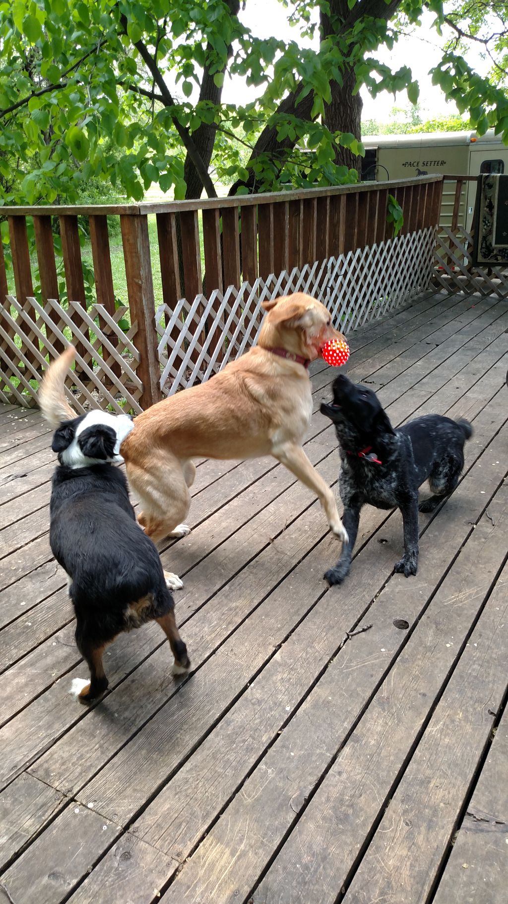 Playing on the deck!