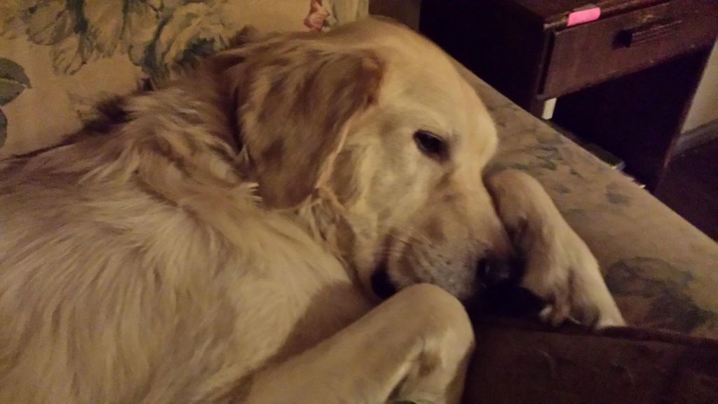 Jake the Therapist Dog! The real success behind SC