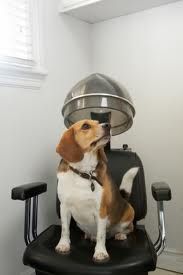 The Service Is Five Star