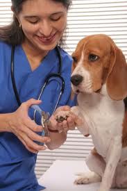 Many Services Provided For All Of Your Pets