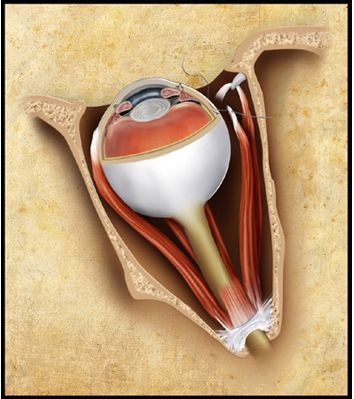 Anatomy / medical illustration