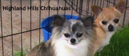 Highland Hills Chihuahuas