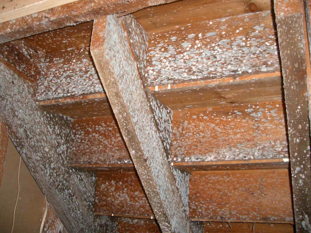 Basement Stair Mold BEFORE