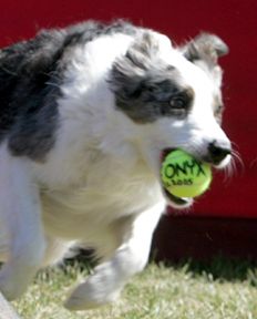 Claire, Border Collie, earns her ONYX award at a F