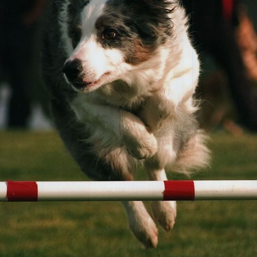 Claire also loves Agility