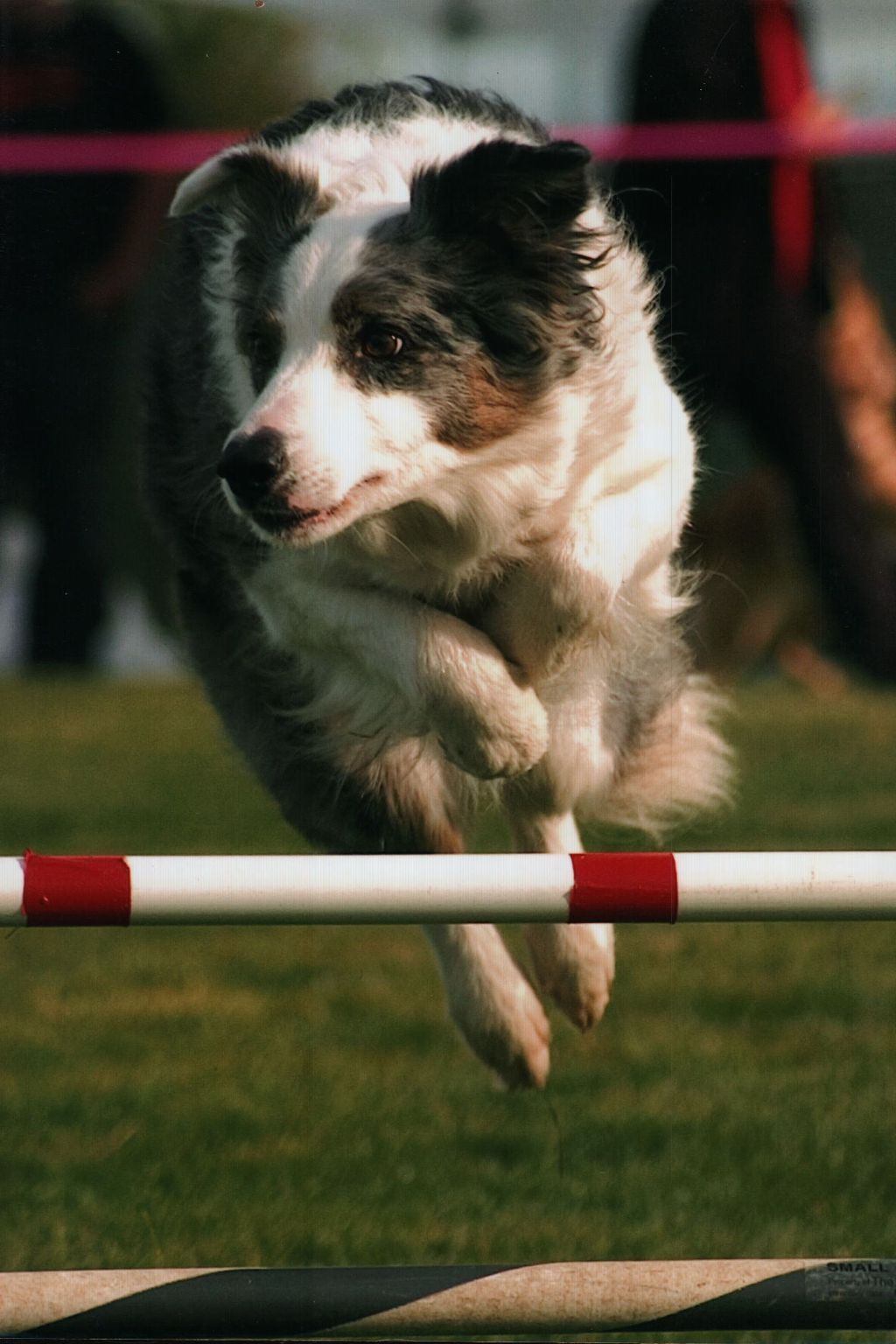 Claire also loves Agility