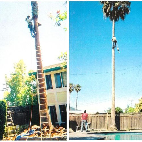 We can handle tall skinny palm trees.