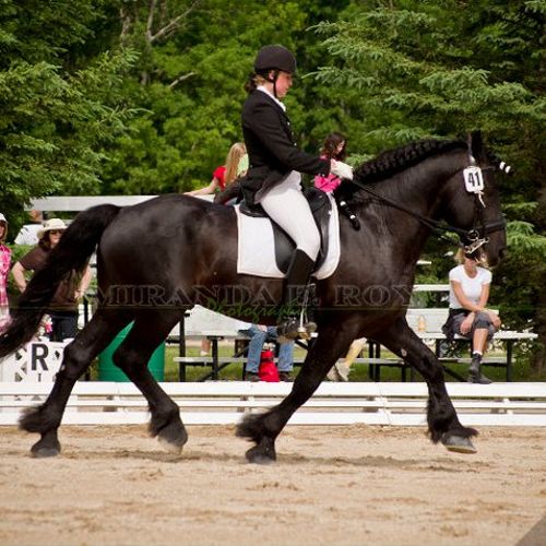 Friesian Sport Horse Stallion Knight showing 3rd l