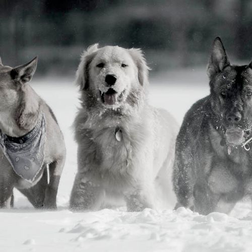 Azzy, Chance and Maggie playing in the snow while 