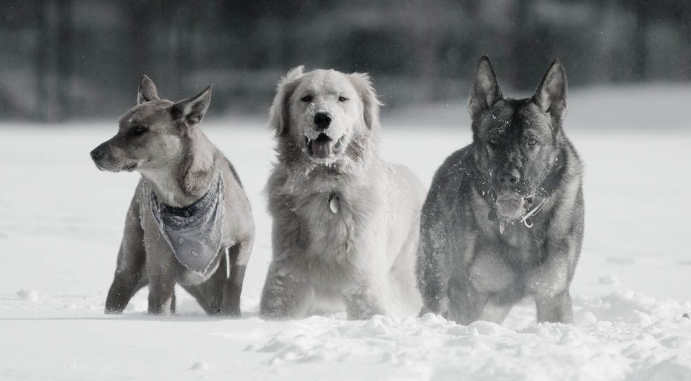 Azzy, Chance and Maggie playing in the snow while 