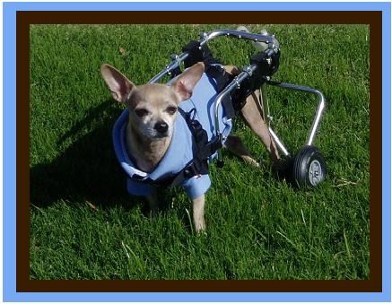 Hi, my name is Rocco. My mom owns Animal Addiction