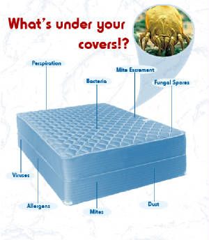 Mattress Sanitizing and Cleaning Specials.  Wipe O