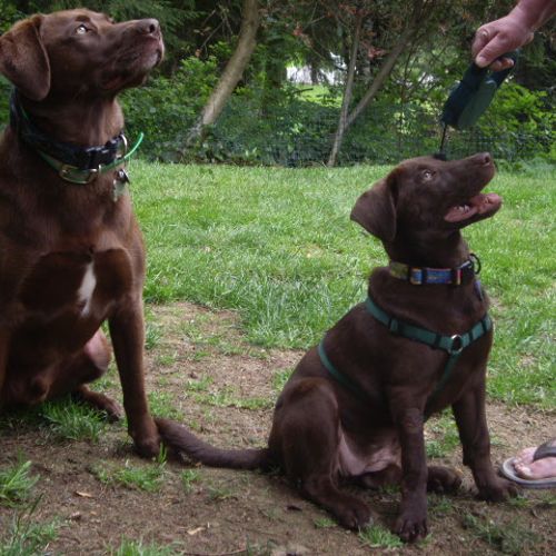 Duke & Cocoa in training