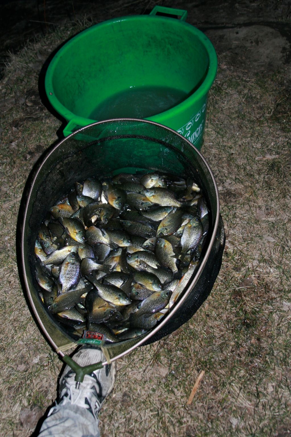 320+ Fish Caught in DuPage County on a Forest Pres