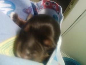 Pickles as a baby in my pocket lol she was so tiny