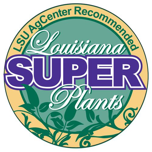 Shop Greengate for Louisiana Super Plants.
