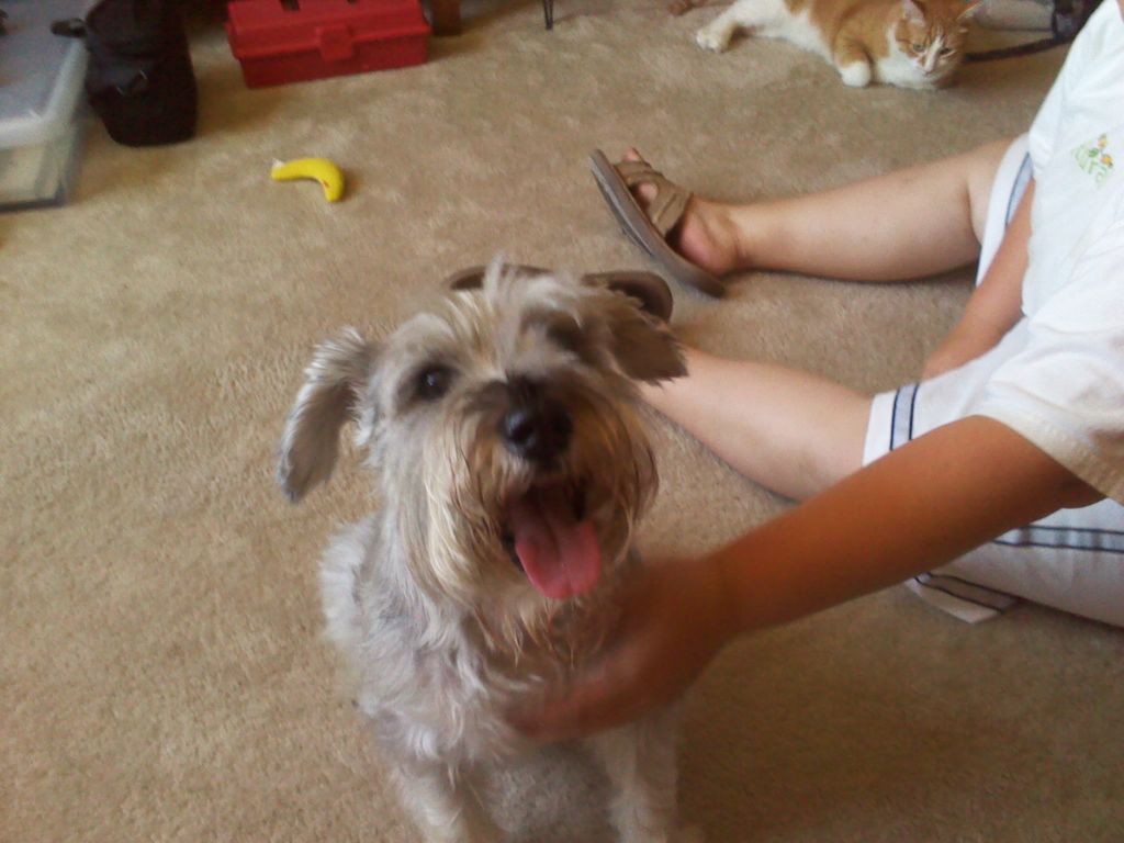 Dexter