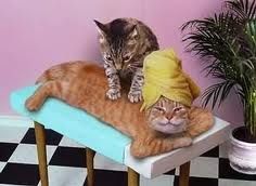 Massage is "purrrfect" for every BODY!
