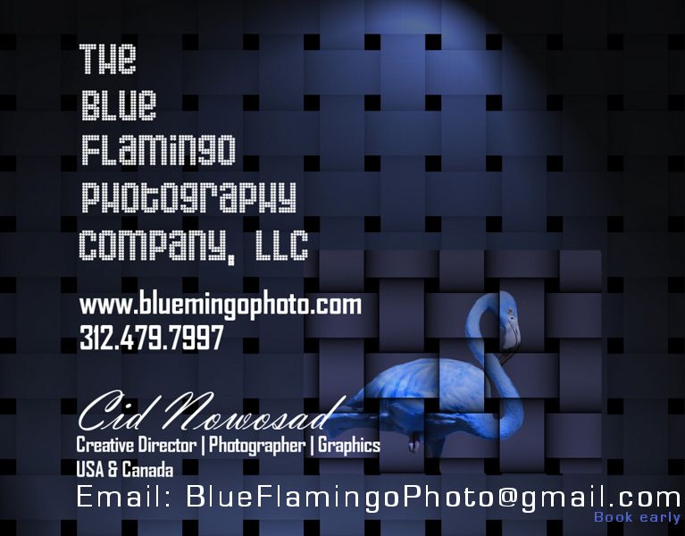 Blue Flamingo Photography