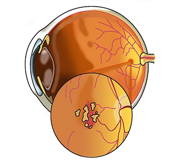 This is an anatomical illustration illustrating dr