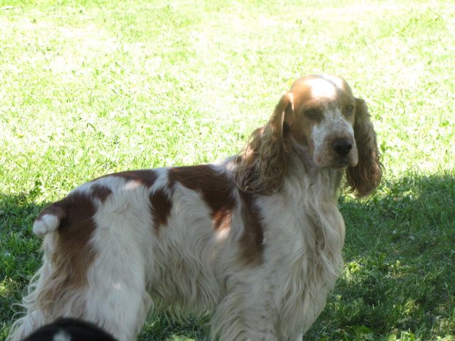 Champion Winauby's Kiss N' Tell - mulitple group a