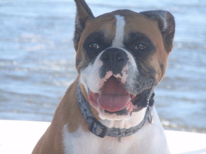 Butkus
