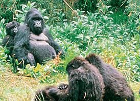 Head out on a Gorilla Trek in Uganda or Rwanda