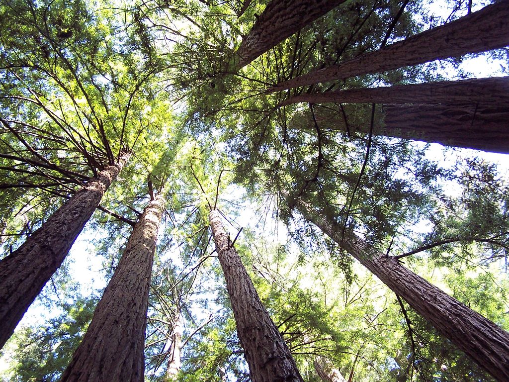 Muir Woods National Monument