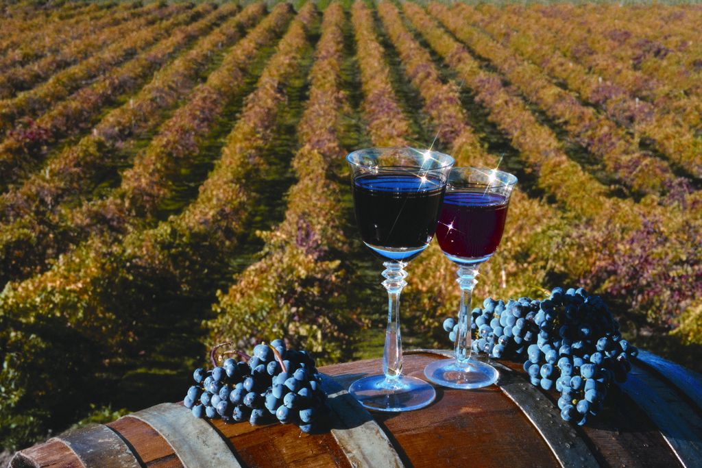 Wine Tasting in Napa & Sonoma