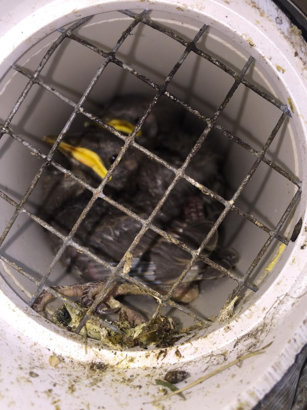 Starlings in bathroom vent removal