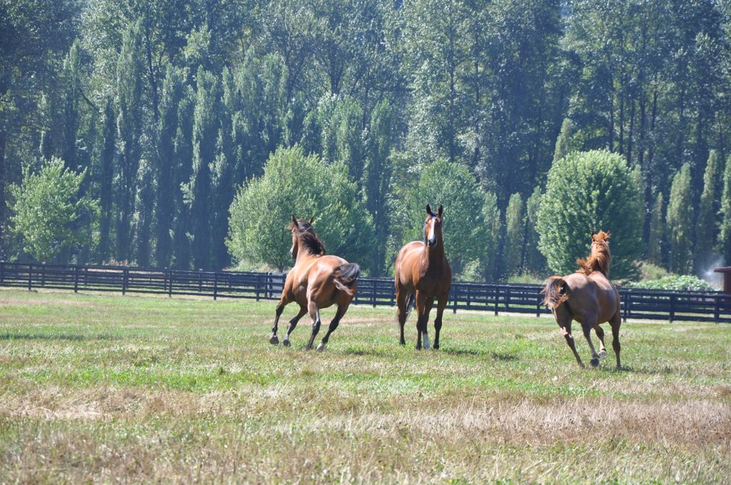 Horses in field