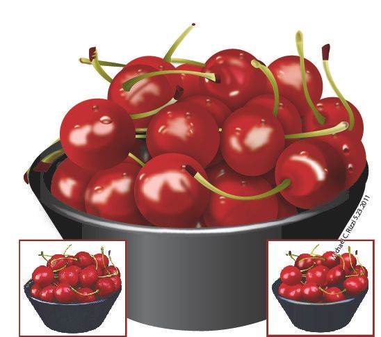 a bowl of cherries rendered in Adobe Illustrator C