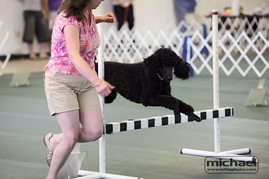 My dog Moon-Bug at a trial in Tallahassee in June.