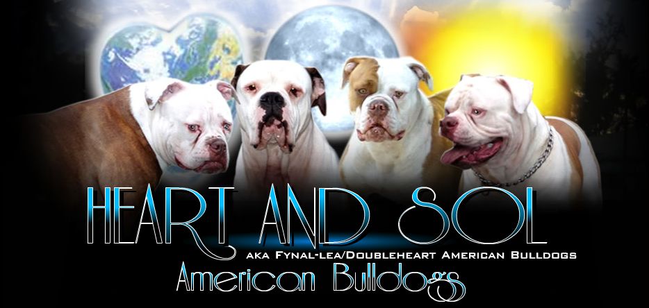 Heart and Sol American Bulldogs and Services