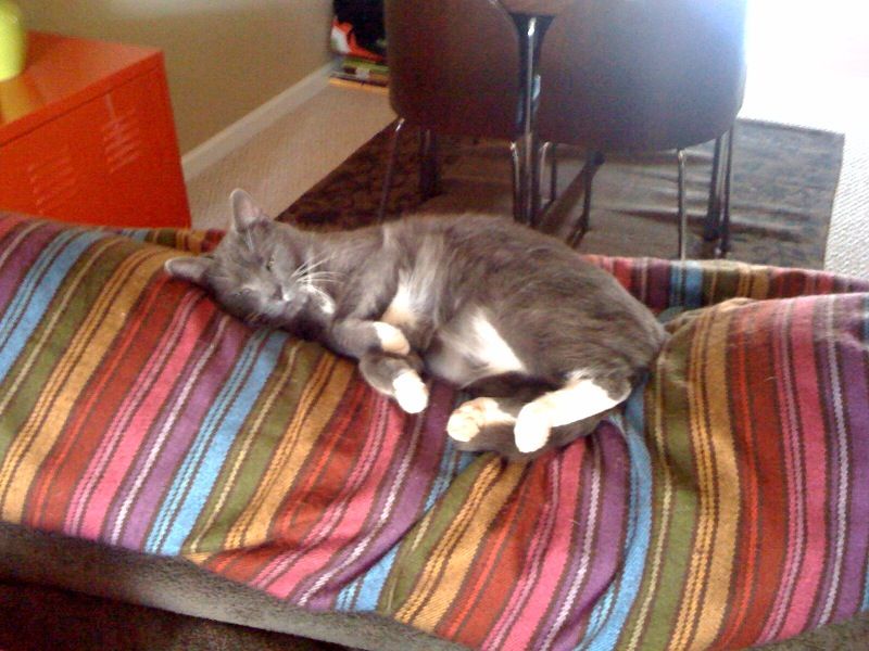 PeeWee's loves cats too!