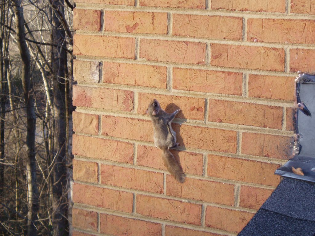 flying squirrel