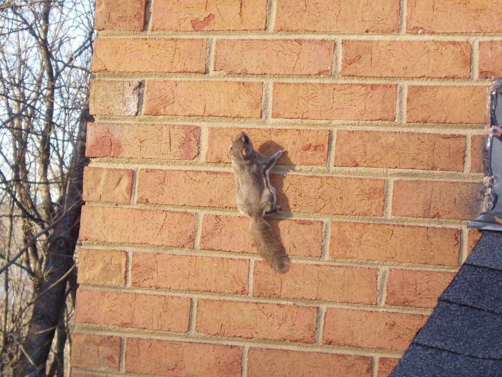 flying squirrel