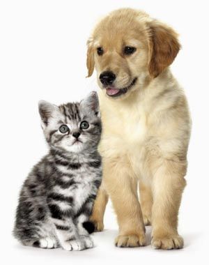 Issaquah Pet Care