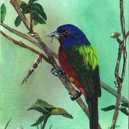 Male Painted Bunting in acrylics