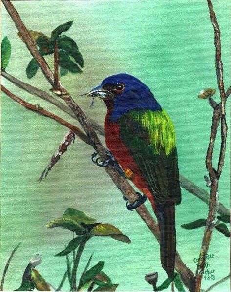 Male Painted Bunting in acrylics