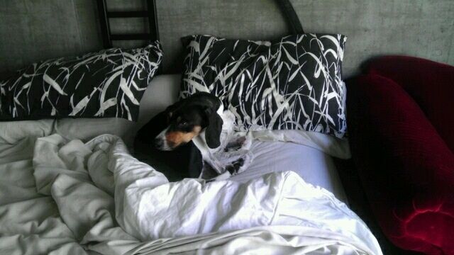 Bailey getting some sleep time in after playing wi