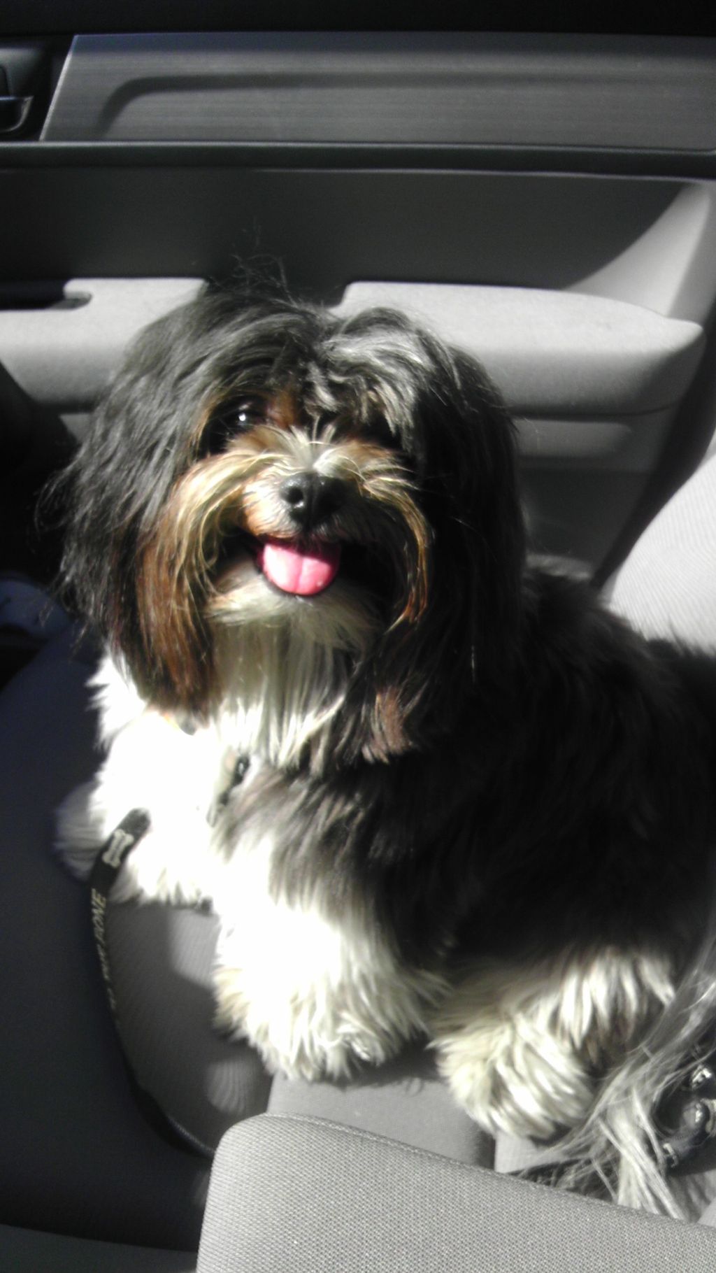 Charlie going with me to the Pet Store