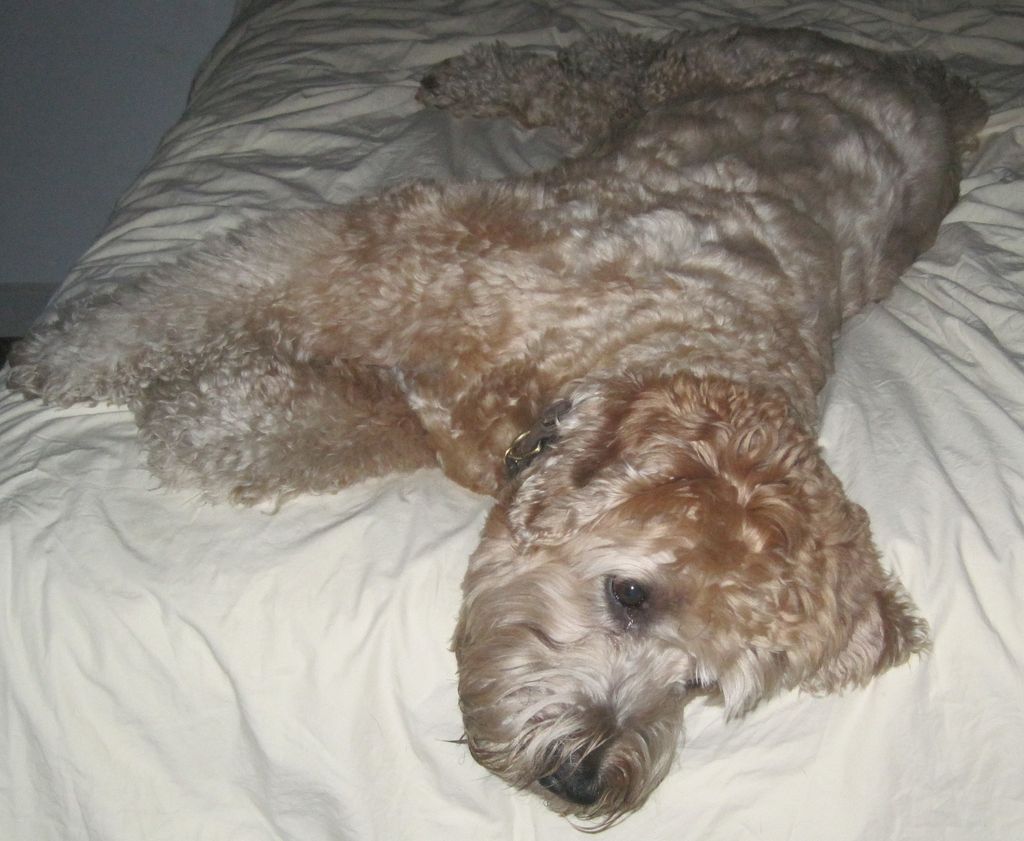 Chester is very tired after playing with his buddi