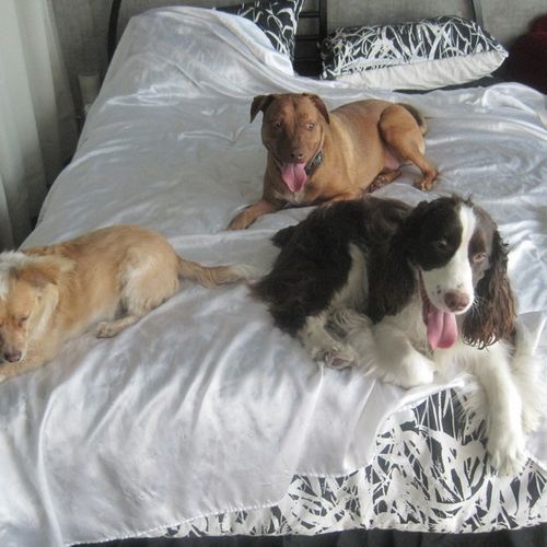 These are happy dogs. They love my bed
