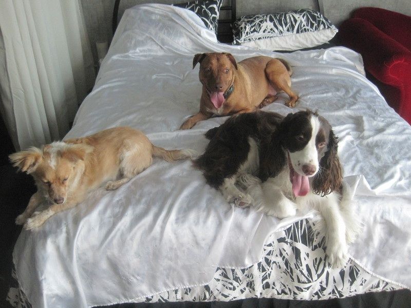 These are happy dogs. They love my bed