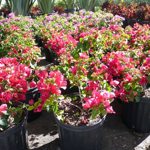 We have a beautiful selection of 3 gallon plant ma