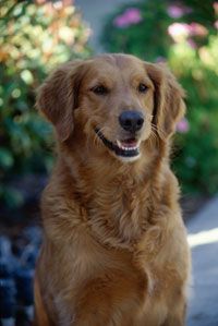 TLC Pet Pals - Arlington Heights, IL