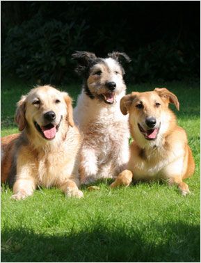 TLC Pet Pals - Arlington Heights, IL