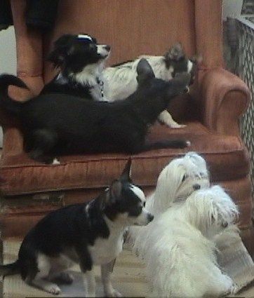 All the little dogs love the armchairs!